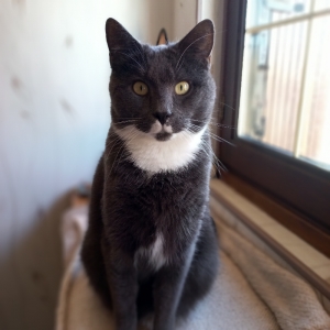 Oggy - Titi