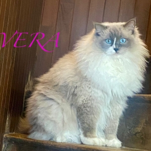 Vera