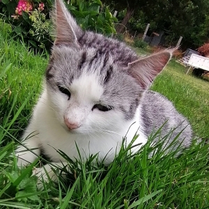 Neka