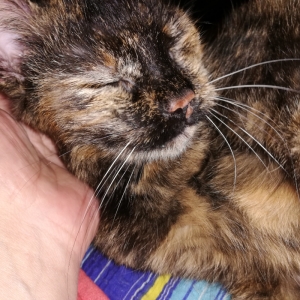 Tora