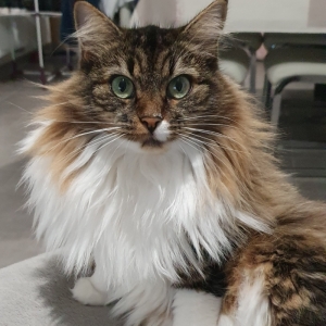 Kiara