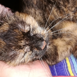Tora