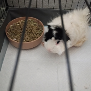 Lulu