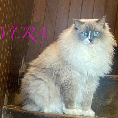 Vera