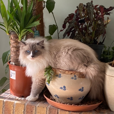 Vera