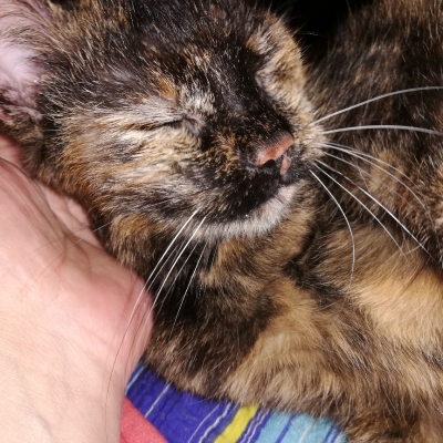 Tora