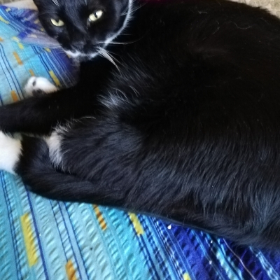 Timita